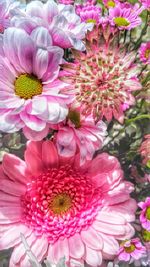 Close-up of pink flower