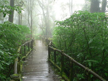 Narrow walkway along trees in park