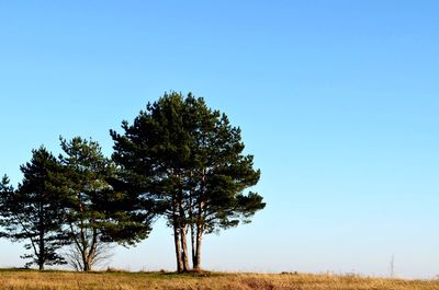 Trees on field against clear blue sky