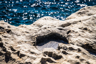 High angle view of lizard on beach