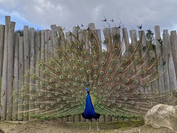 Low angle view of peacock on field against sky