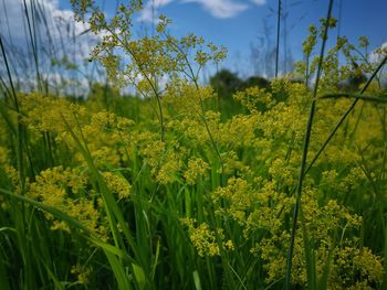 Scenic view of yellow flowering plants on land