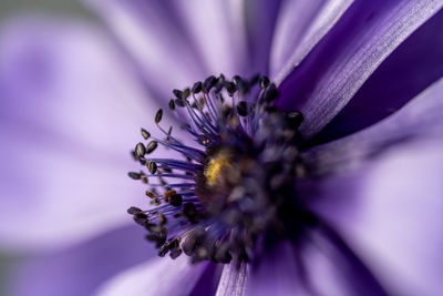 Close-up of purple flower