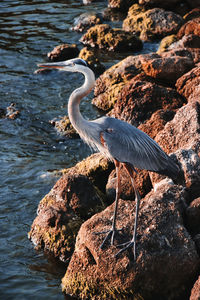 Side view of bird perching on rock