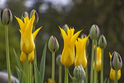 Close-up of yellow tulips