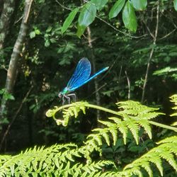 Close-up of butterfly on green leaf