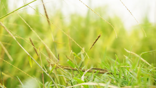 Close-up of grass growing in field