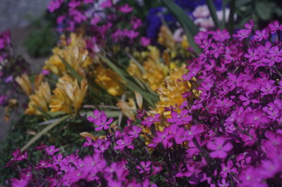 flowering plant