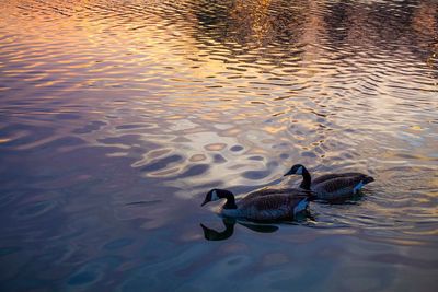 View of a bird in water