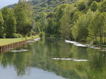 Scenic view of lake in forest
