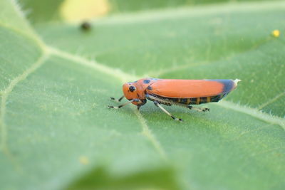 High angle view of insect on leaf
