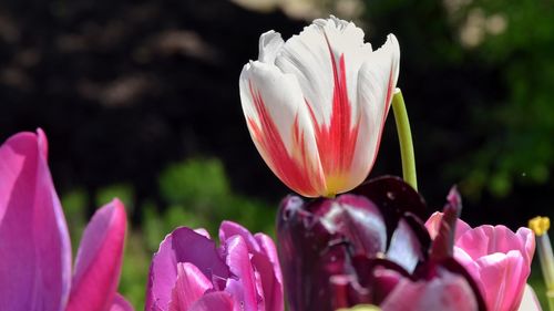 Close-up of pink tulip