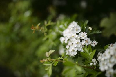 Close-up of white flowering plant