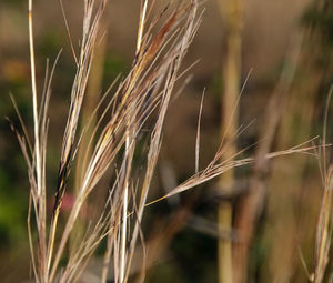 Close-up of wheat growing on field