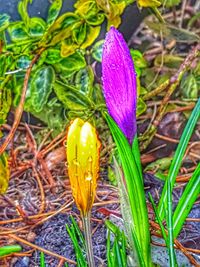 Close-up of crocus blooming outdoors