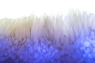 Close-up of purple flowers against white background