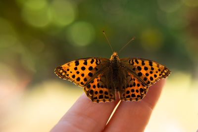 Close-up of butterfly on hand