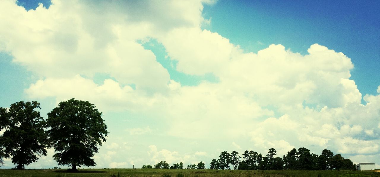 sky, tree, cloud - sky, tranquility, tranquil scene, blue, cloud, beauty in nature, scenics, grass, nature, cloudy, field, landscape, growth, low angle view, day, green color, idyllic, outdoors