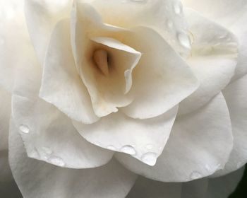 Close-up of rose