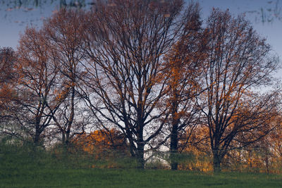 Bare trees in autumn