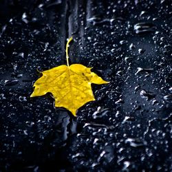 High angle view of maple leaf in water