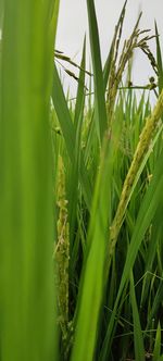 Close-up of crops growing on field