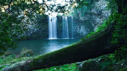 Scenic view of waterfall in forest