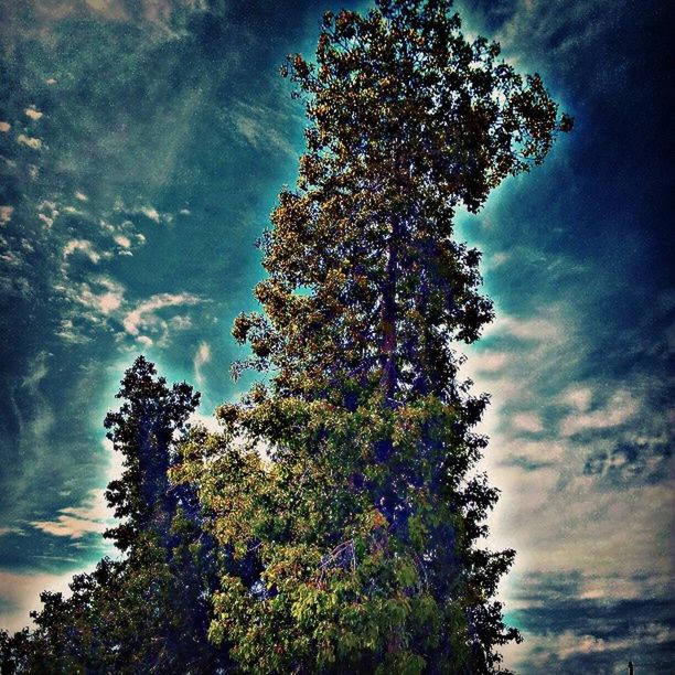 tree, low angle view, sky, tranquility, beauty in nature, growth, branch, nature, cloud - sky, tranquil scene, scenics, cloud, cloudy, outdoors, idyllic, no people, silhouette, day, high section, treetop