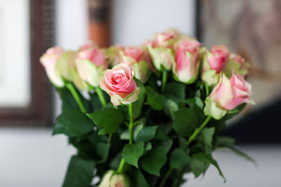 Close-up of pink roses blooming indoors