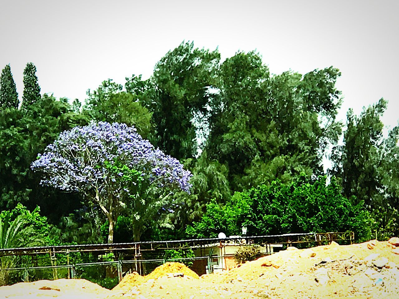 tree, growth, plant, nature, flower, green color, no people, beauty in nature, day, outdoors, freshness, fragility, water, sky