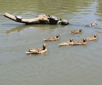 High angle view of swans swimming in lake