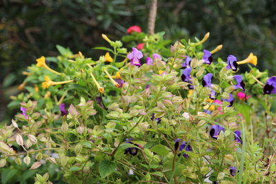 Close-up of purple flowers blooming outdoors