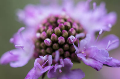 A purple blossom in springtime.