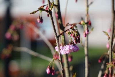 Close-up of pink flowering plant