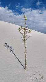 Plant growing on land against sky