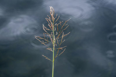 High angle view of plant by lake