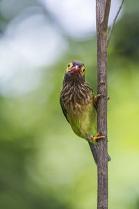 Close-up of bird perching on branch