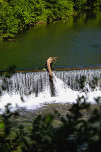 View of bird flying over lake