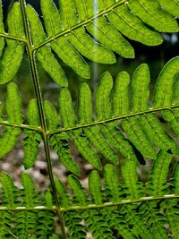 Close-up of fern leaves on field