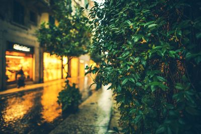 Close-up of shrub on street