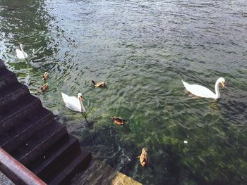 High angle view of ducks swimming in lake