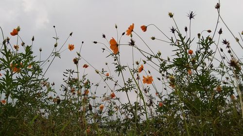 Low angle view of flowering plants on land against sky