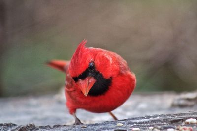 Close-up of cardinal
