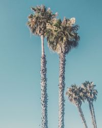 Low angle view of palm trees against clear blue sky