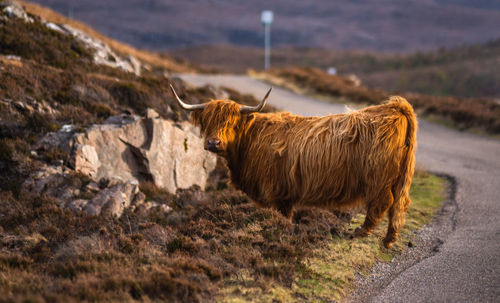 Sheep grazing on field