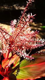 Low angle view of flowers on tree