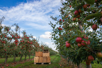 Crates in orchard full of apple trees with ripe apples ready for harvest against blue sky