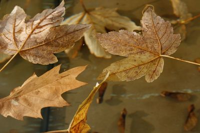 Close-up of dried maple leaves