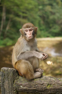 Portrait of monkey sitting on wood