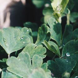 Close up of leaves